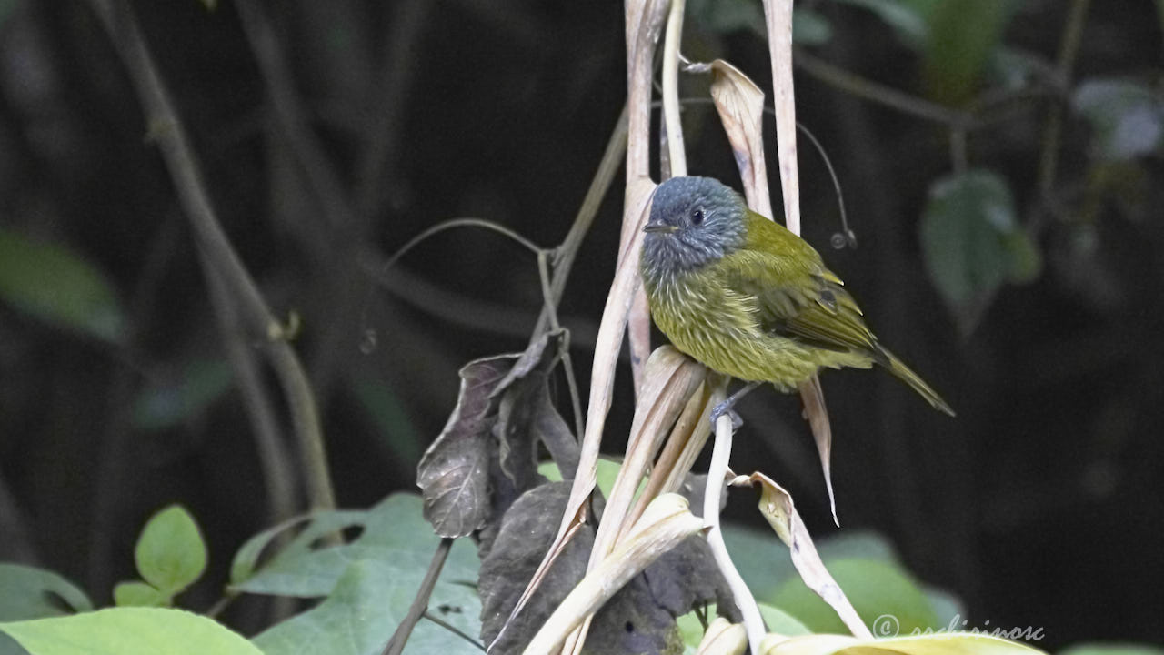 Streak-necked flycatcher