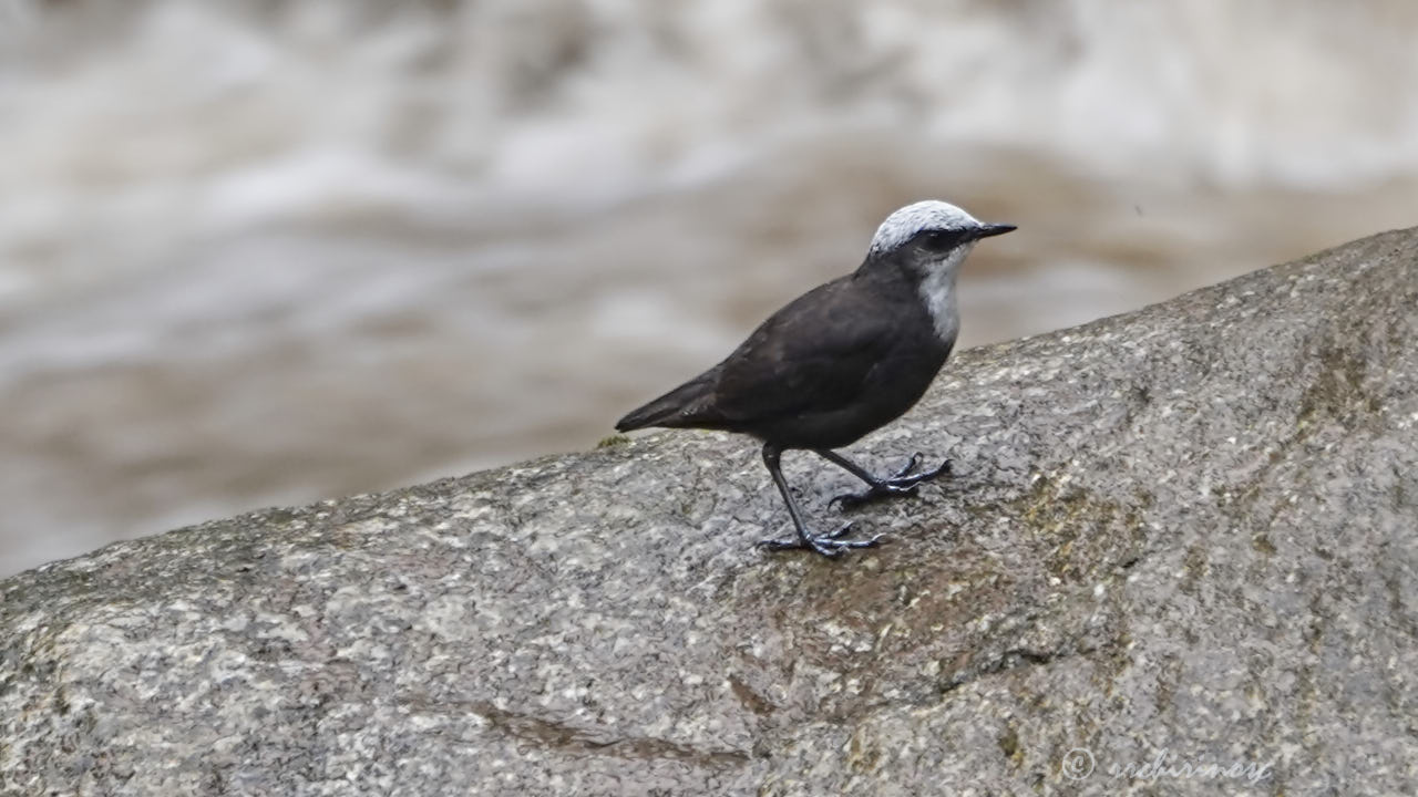 White-capped dipper