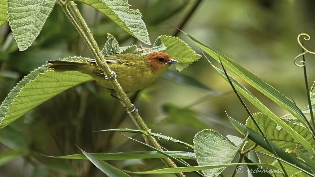 Rust-and-yellow tanager