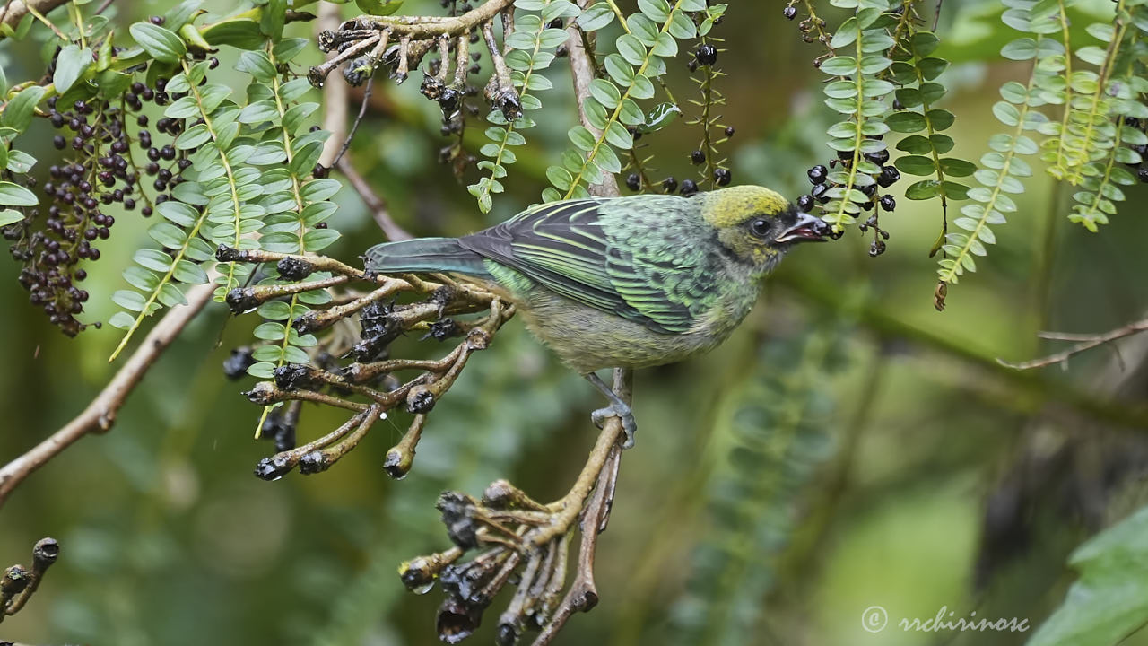 Saffron-crowned tanager