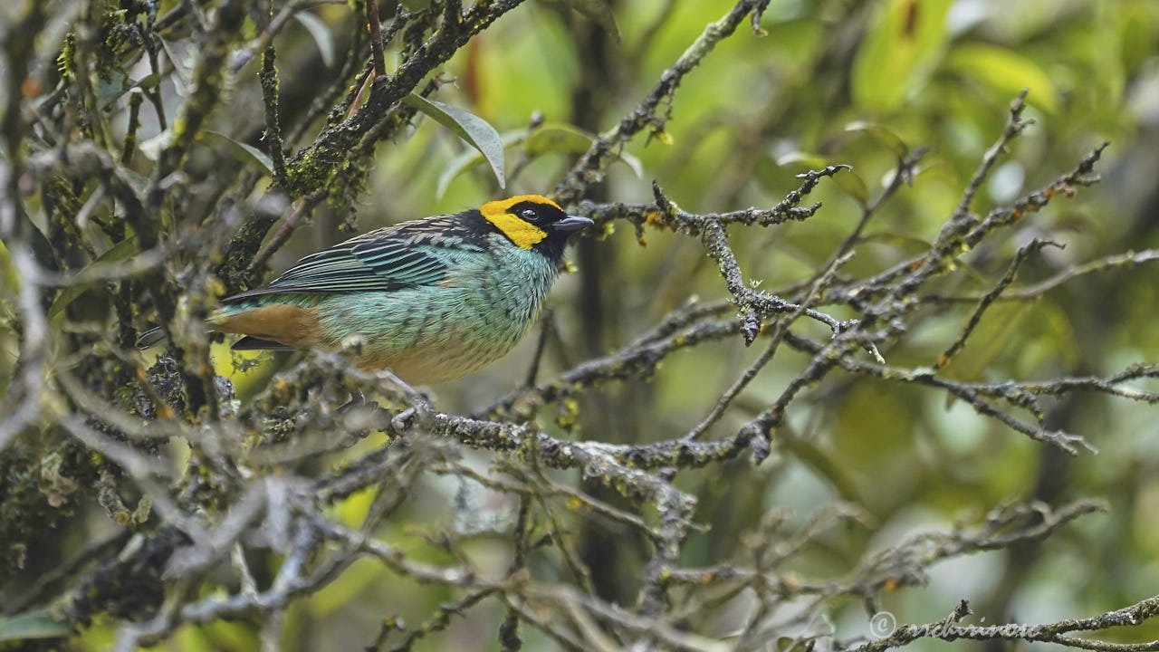 Saffron-crowned tanager