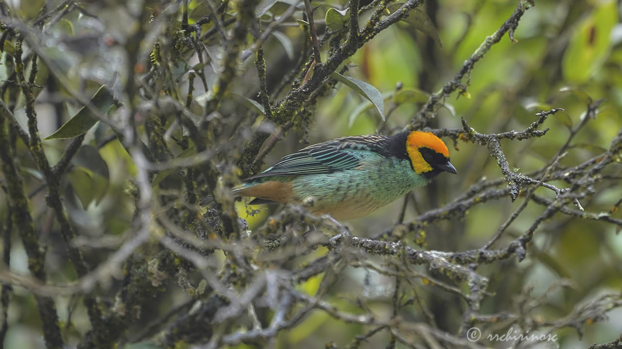 Saffron-crowned tanager