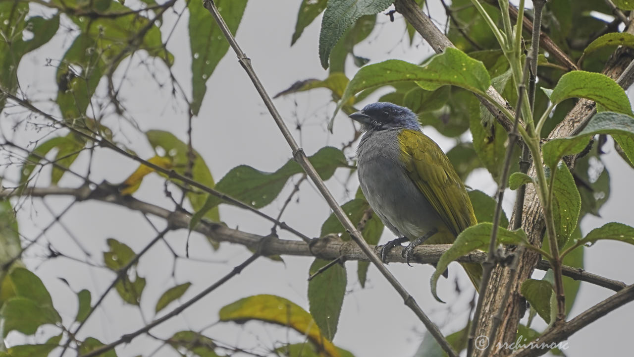 Blue-capped tanager