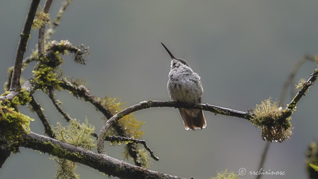 Green-and-white hummingbird