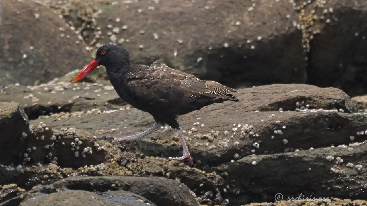 Blackish oystercatcher