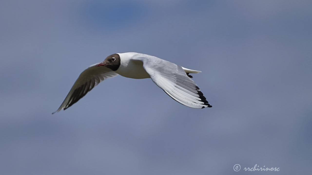 Black-headed gull