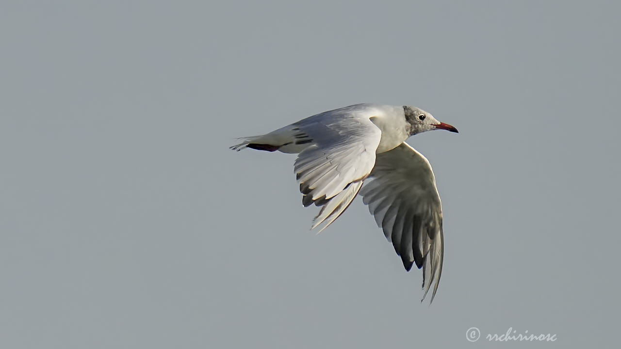 Black-headed gull
