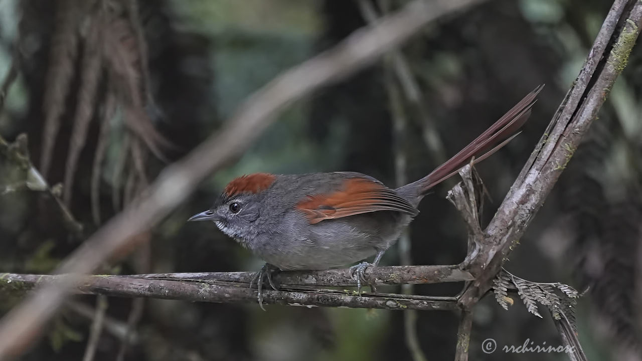 Azara's spinetail