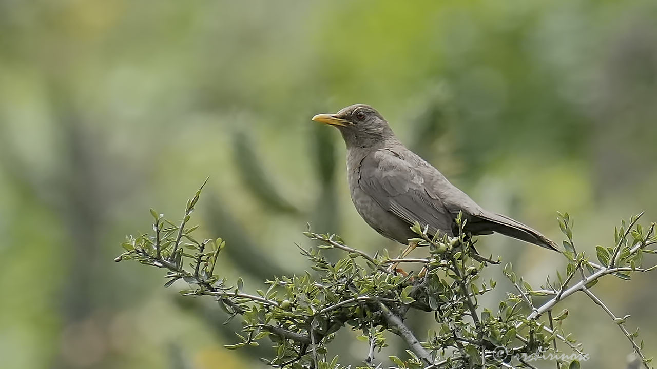 Chiguanco thrush