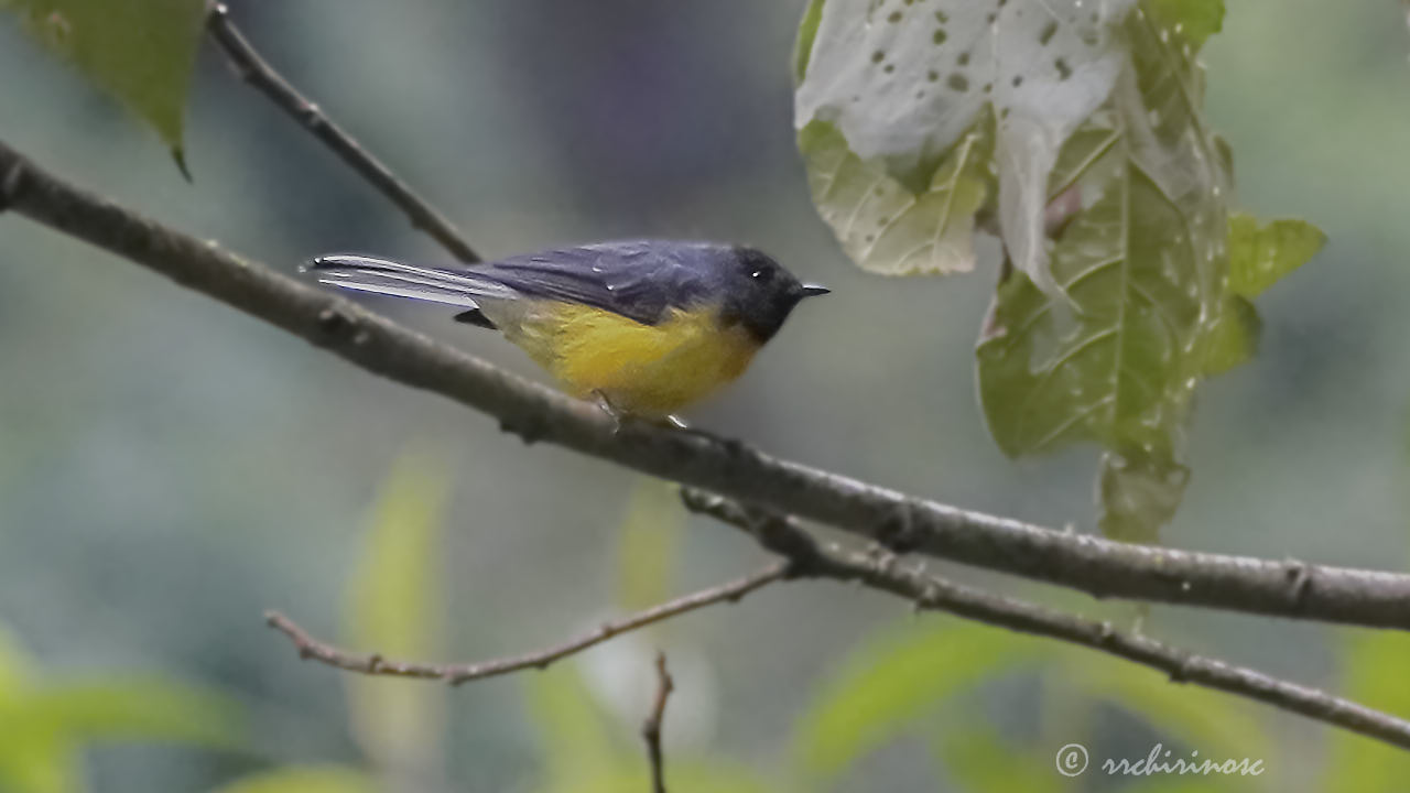 Slate-throated whitestart