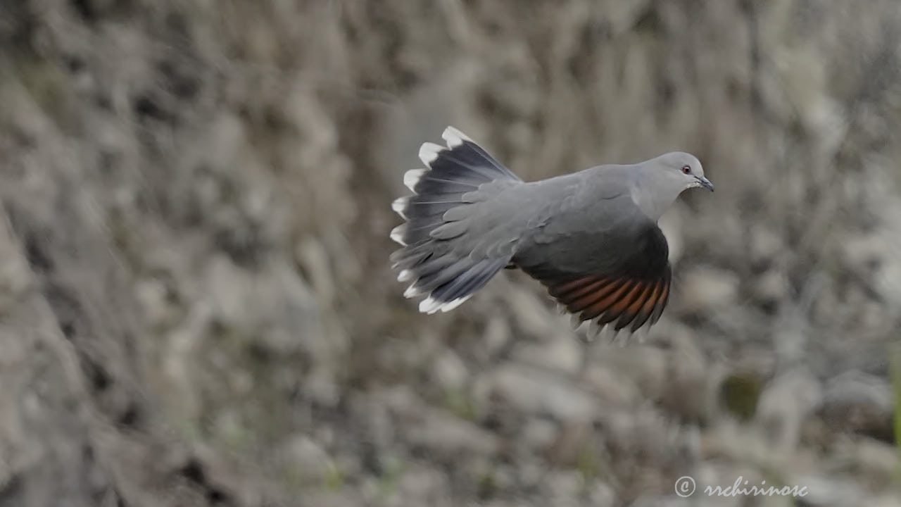 White-tipped dove