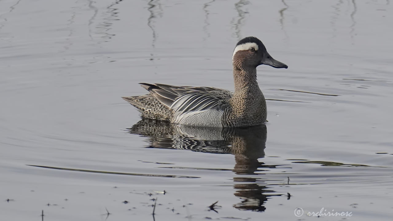 Garganey