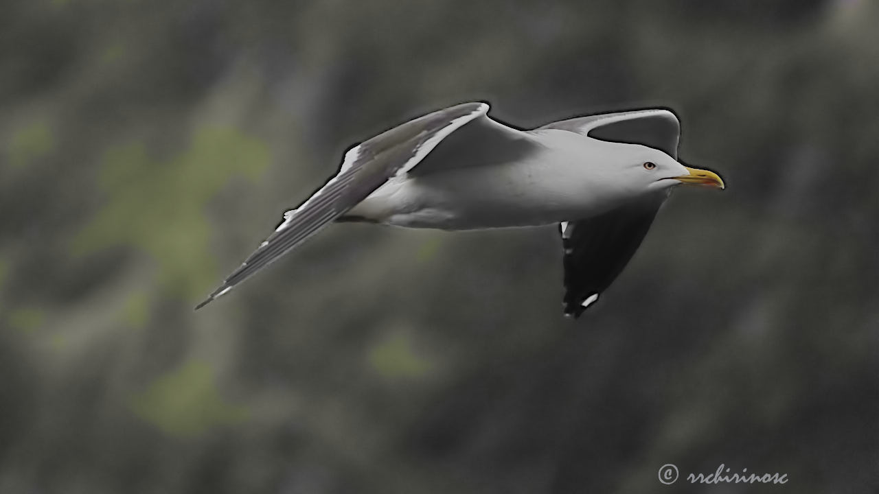 Lesser black-backed gull