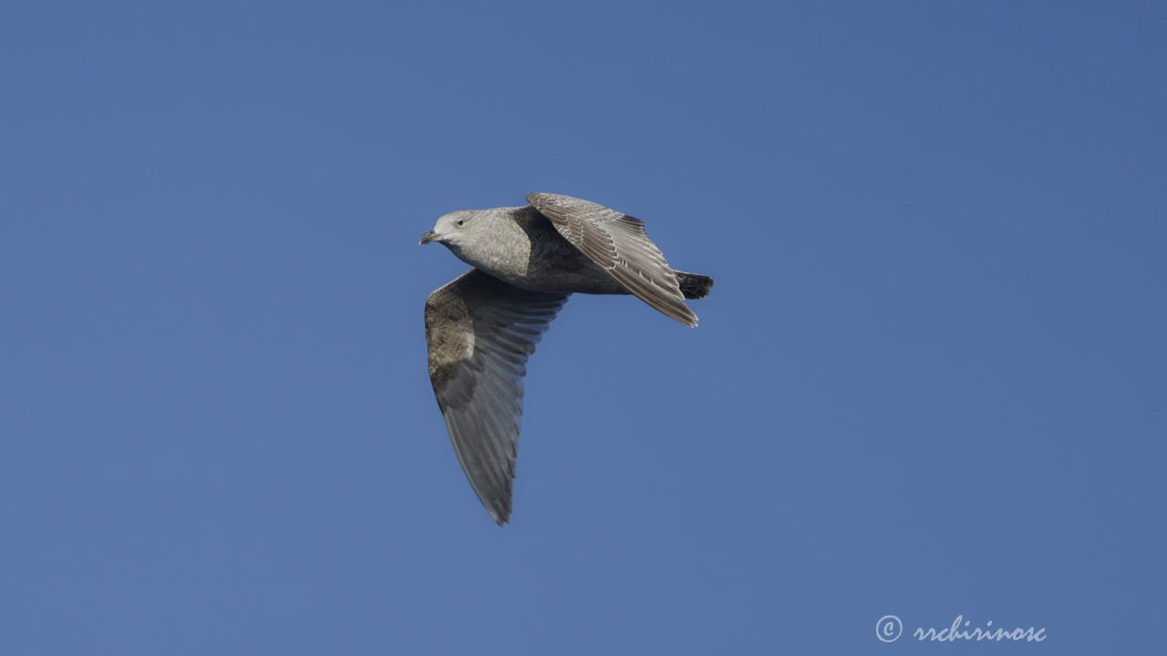 Glaucous gull