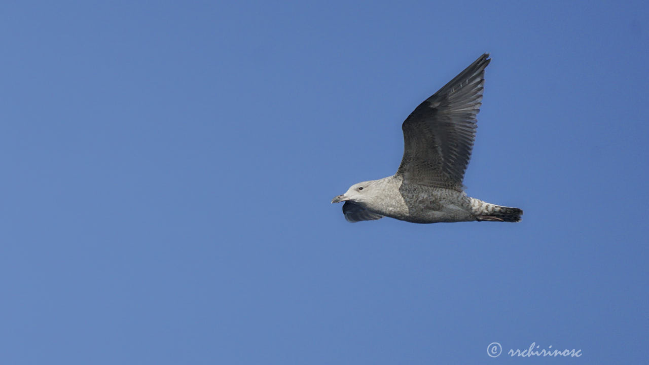 Glaucous gull