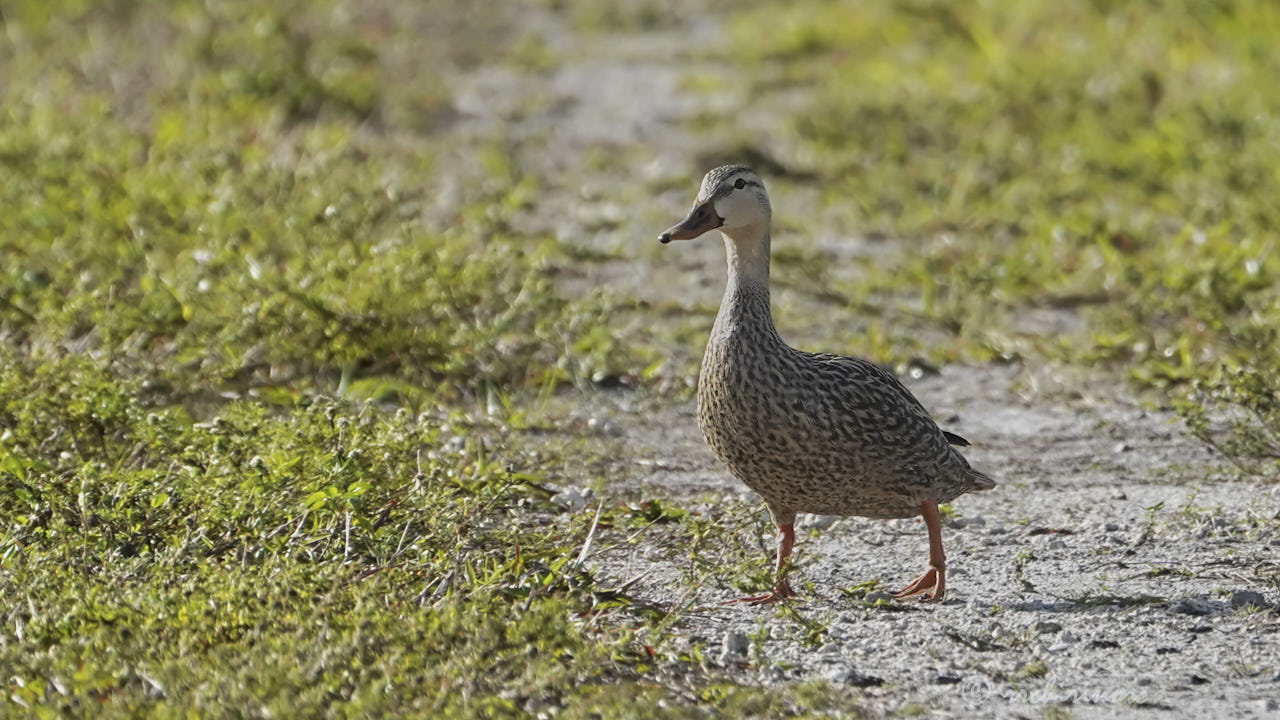Mottled duck