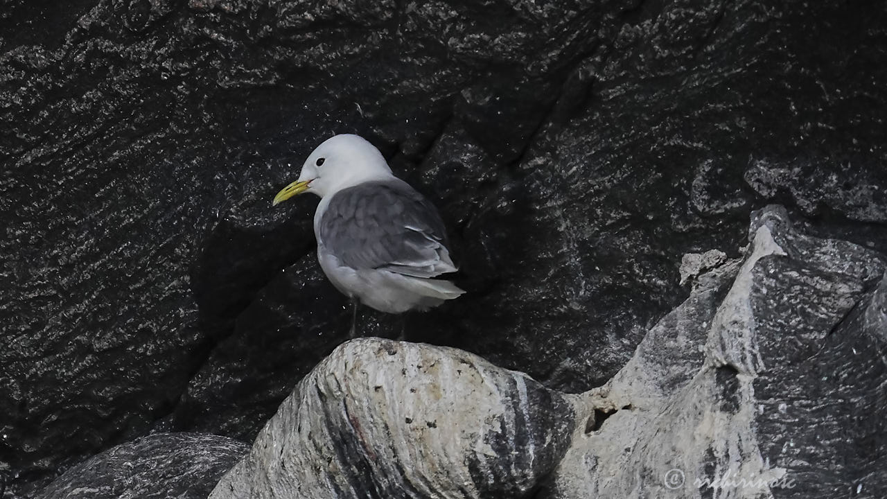 Black-legged kittiwake