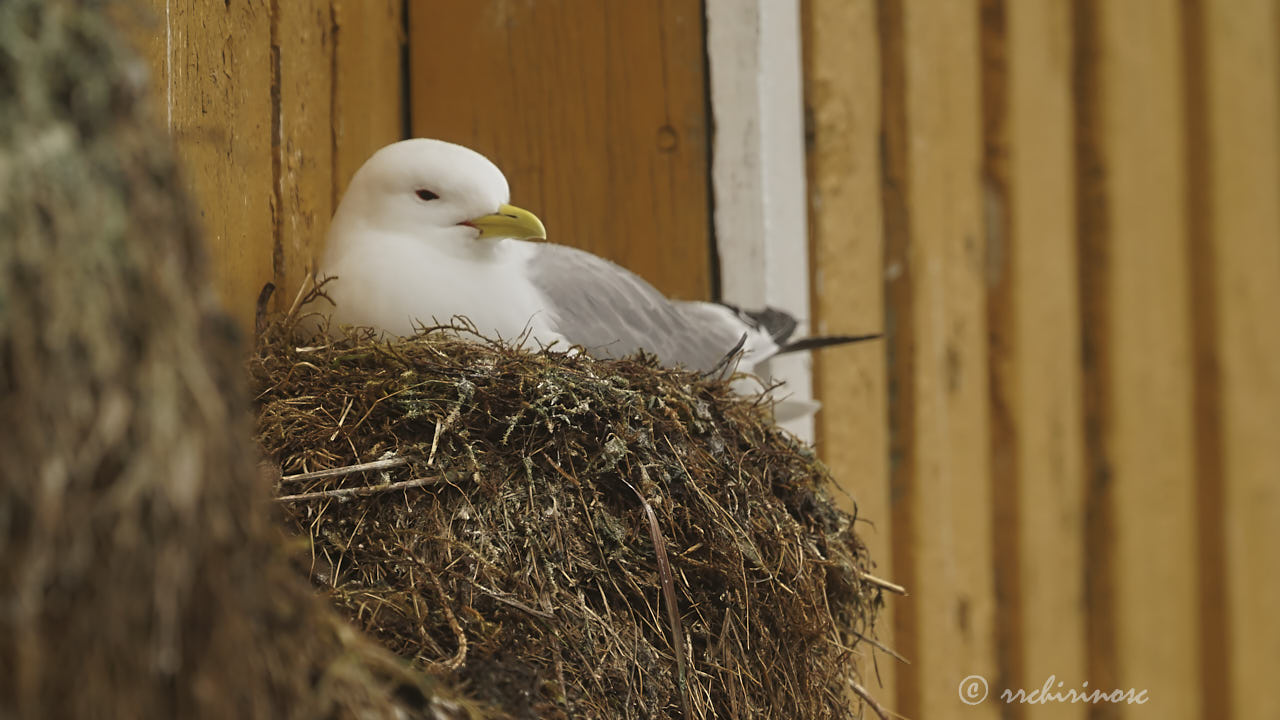 Black-legged kittiwake