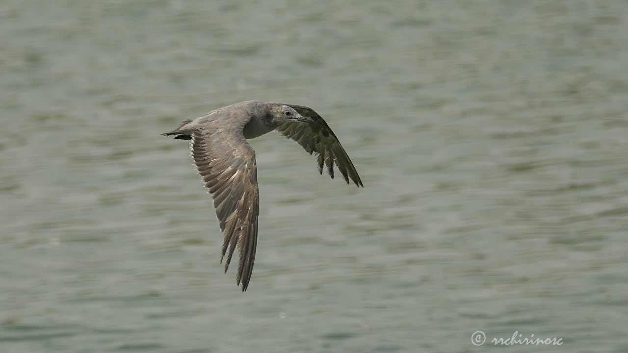 Grey gull