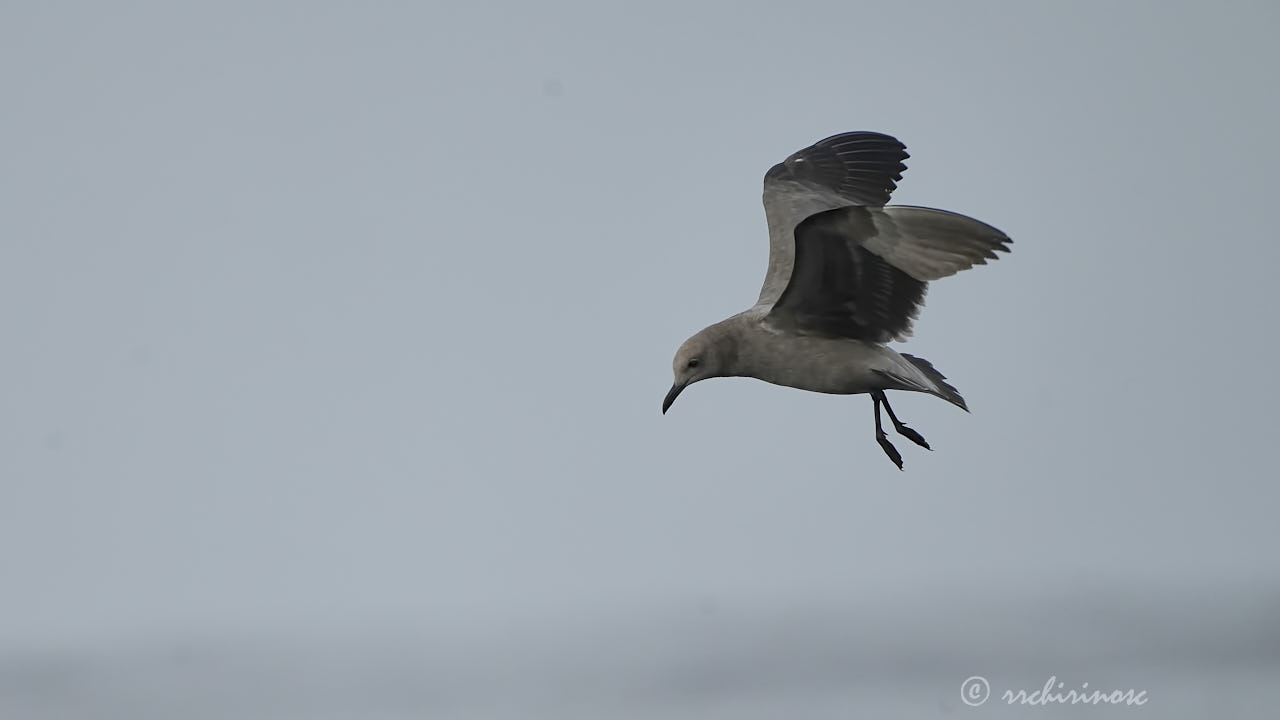 Grey gull