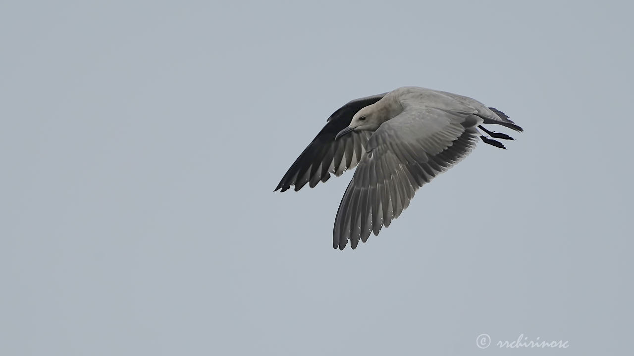 Grey gull