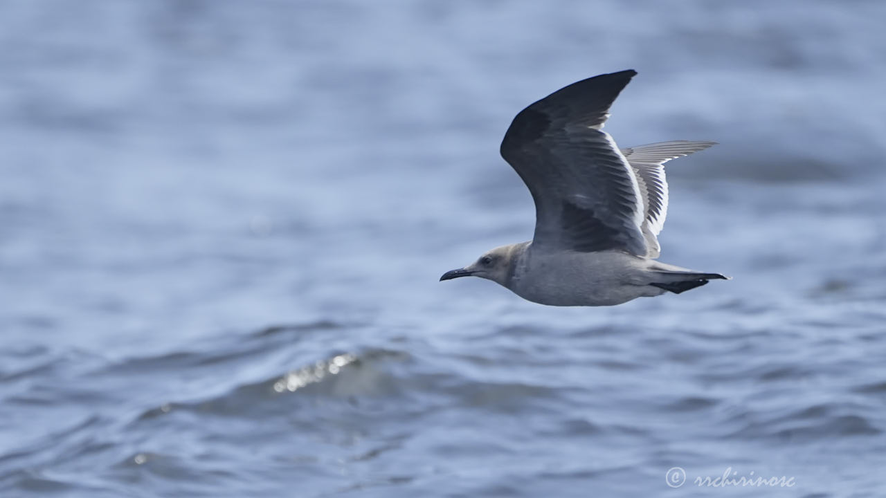Grey gull