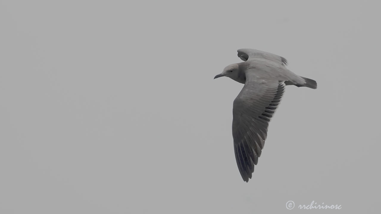 Grey gull