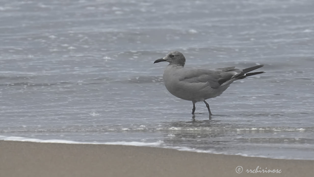 Grey gull