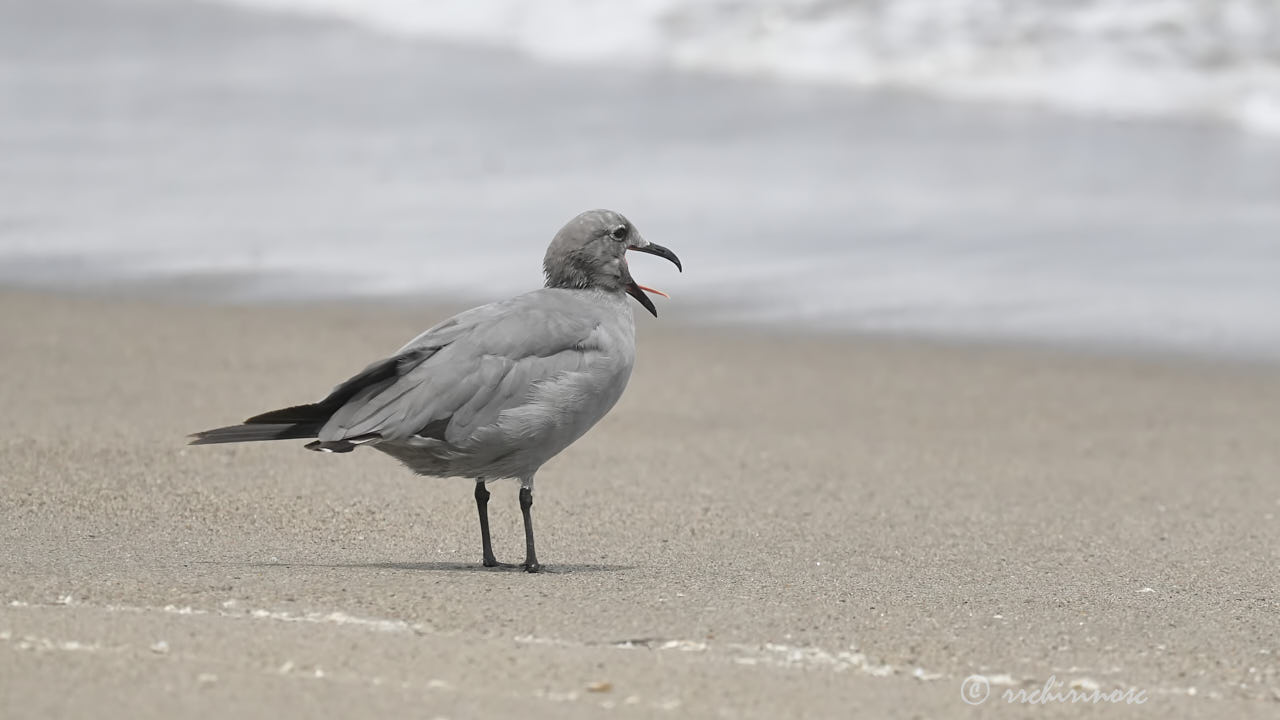 Grey gull