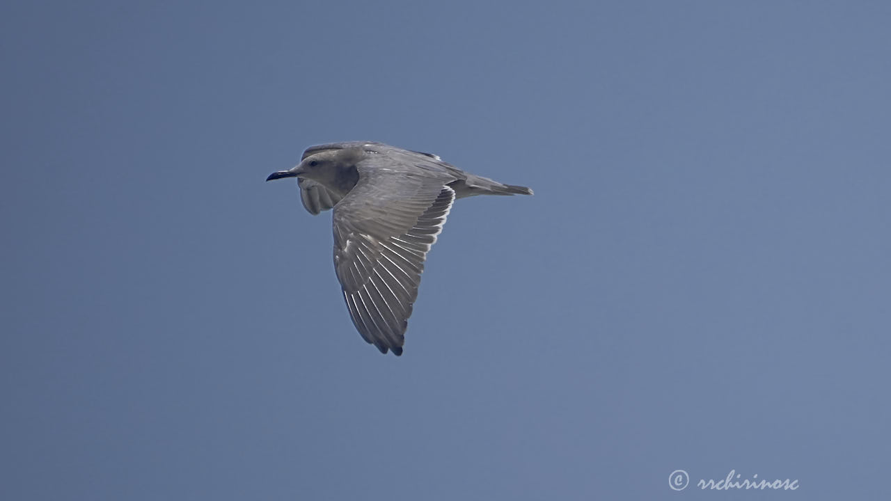 Grey gull