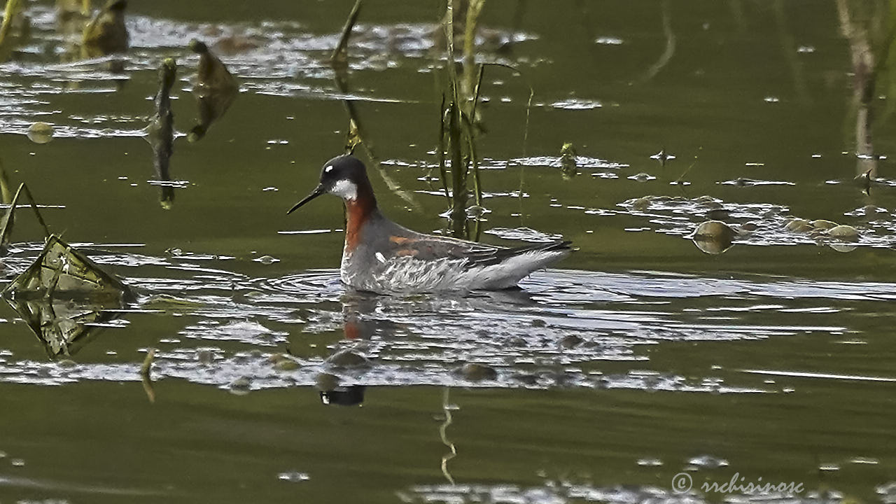 Red-necked phalarope