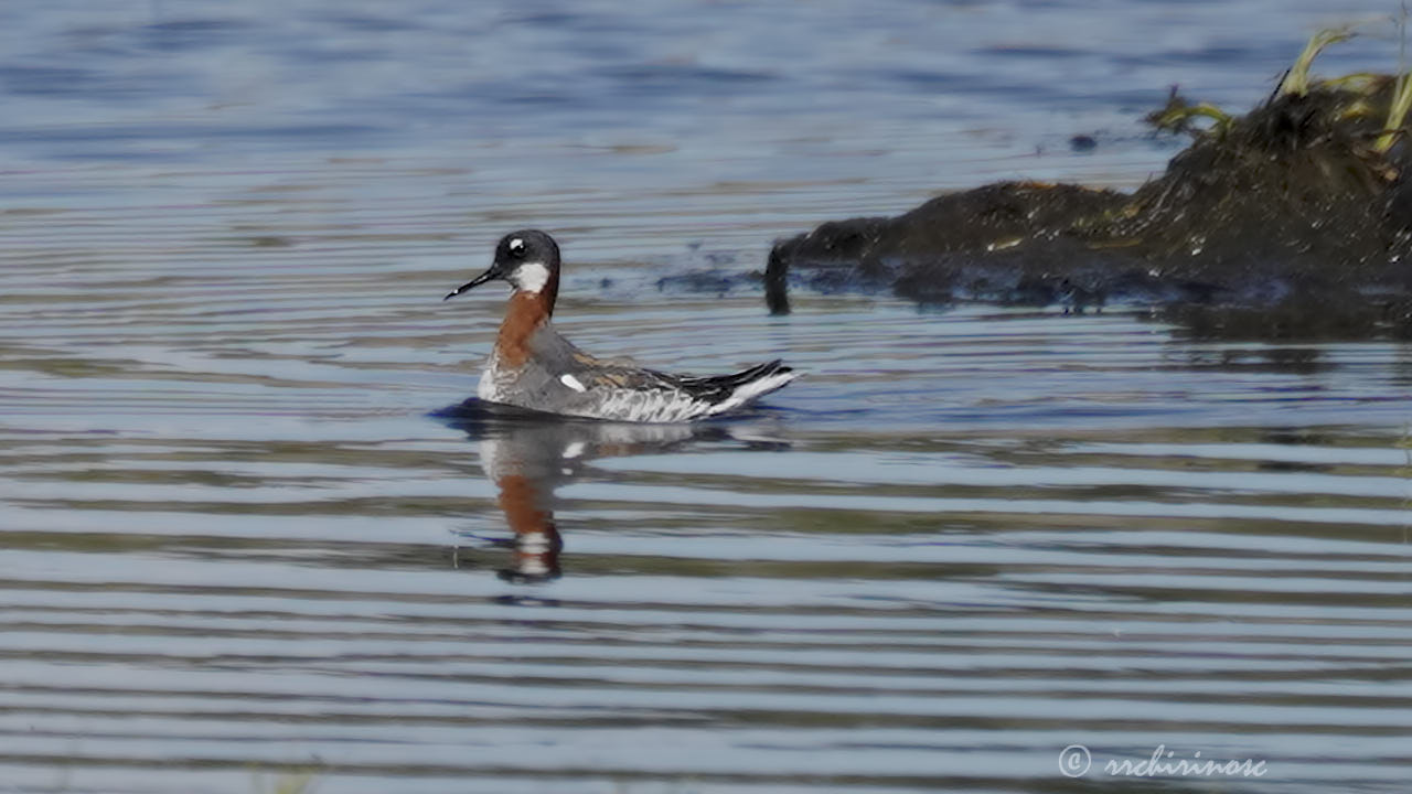 Red-necked phalarope