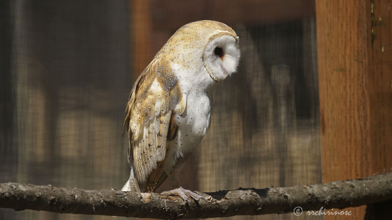 Barn owl