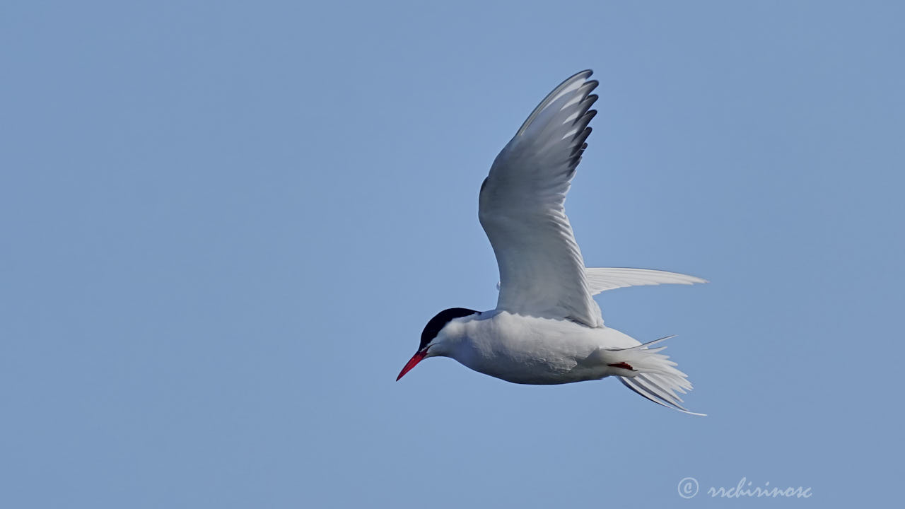 Arctic tern