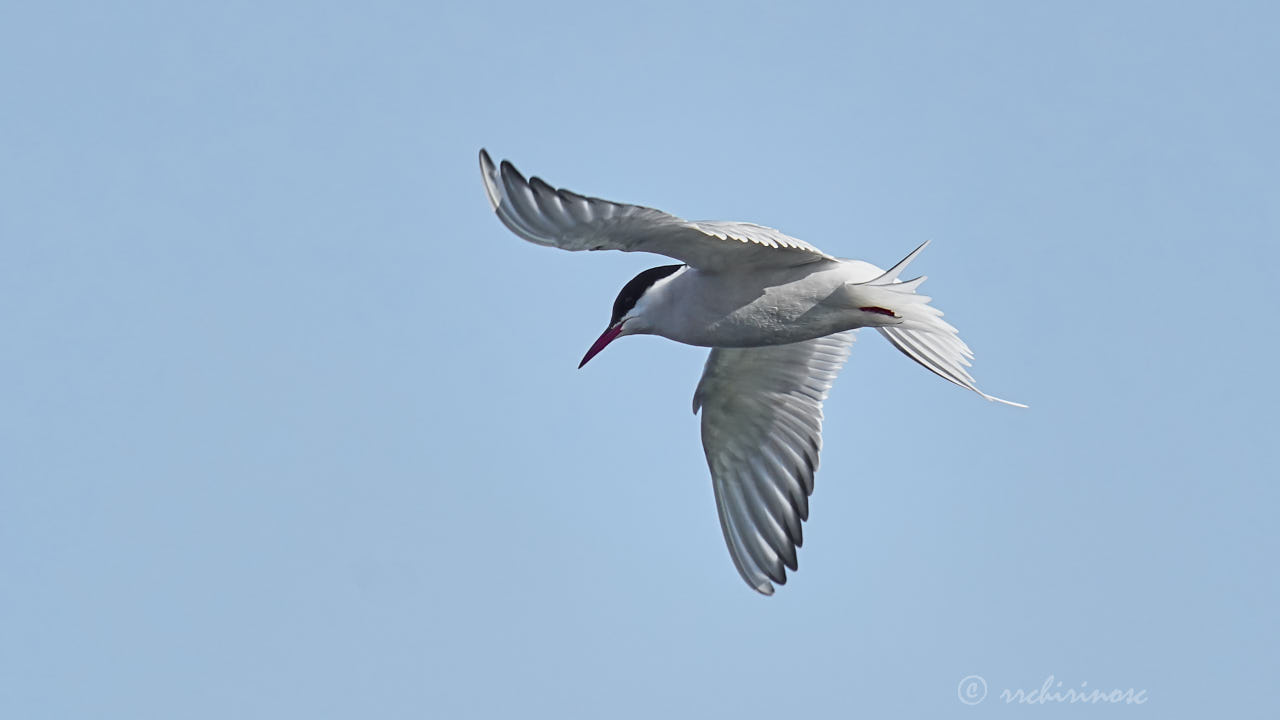Arctic tern