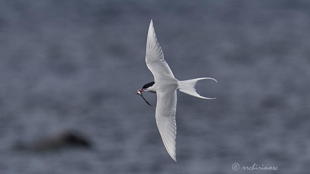 Arctic tern