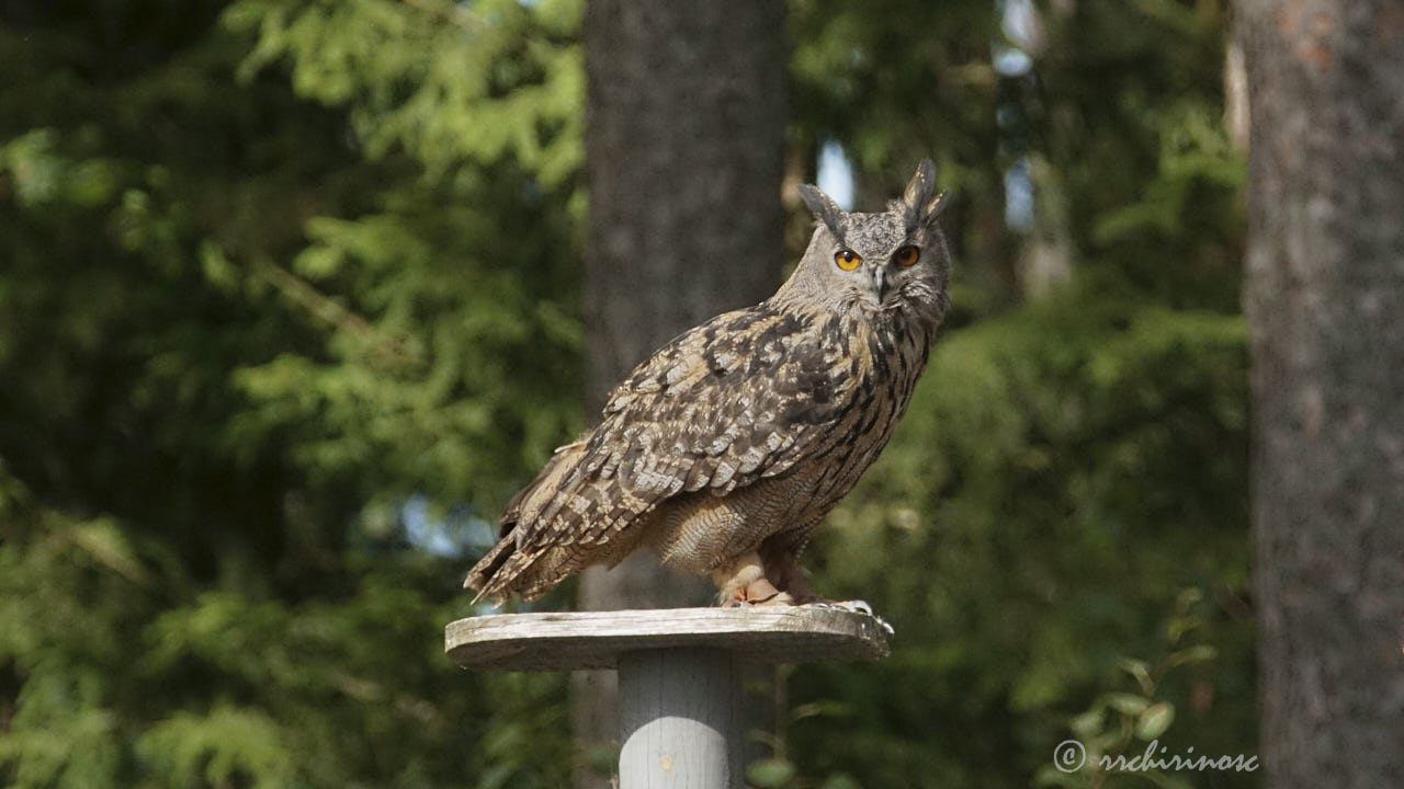 Eurasian eagle-owl