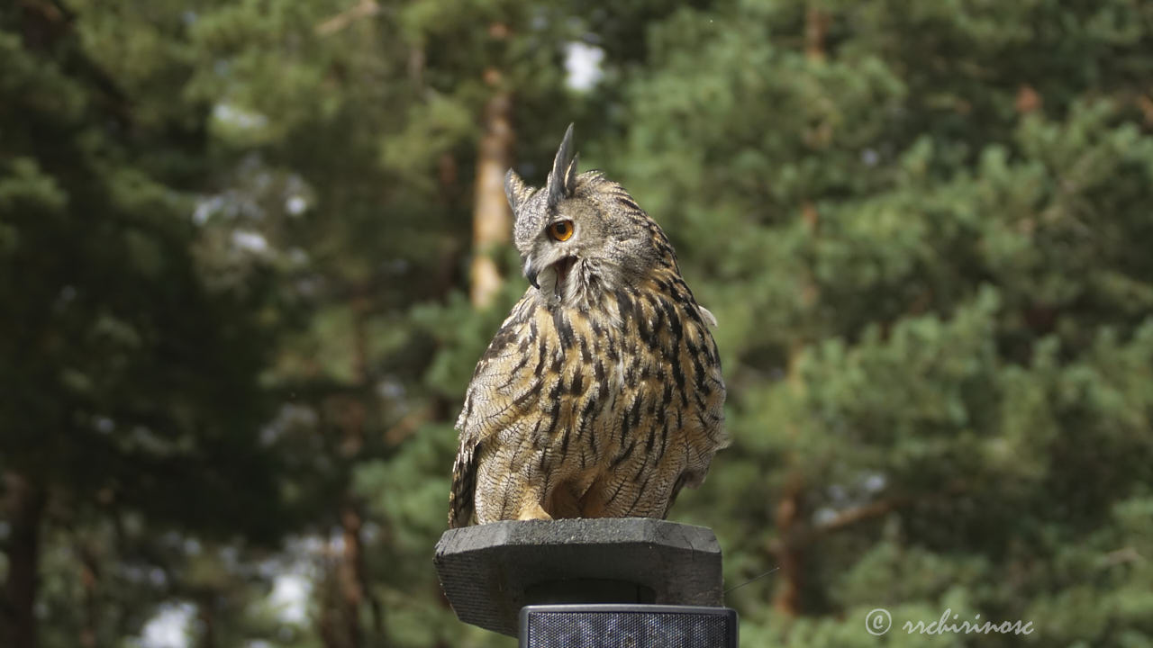 Eurasian eagle-owl