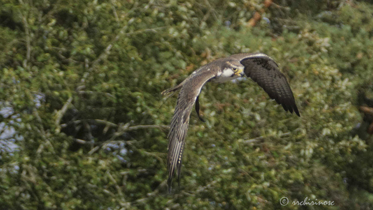 Laggar falcon