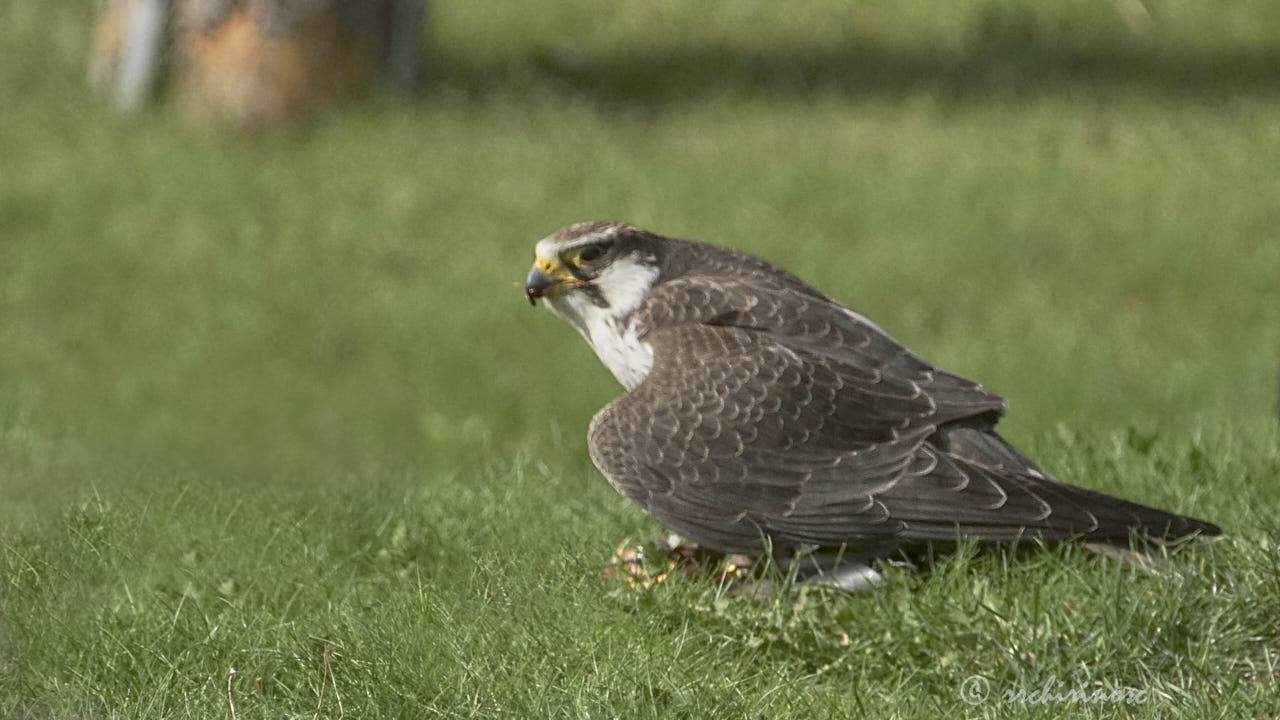 Laggar falcon