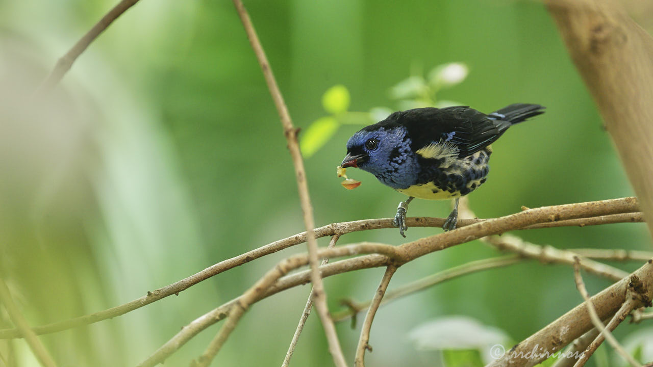 Turquoise tanager