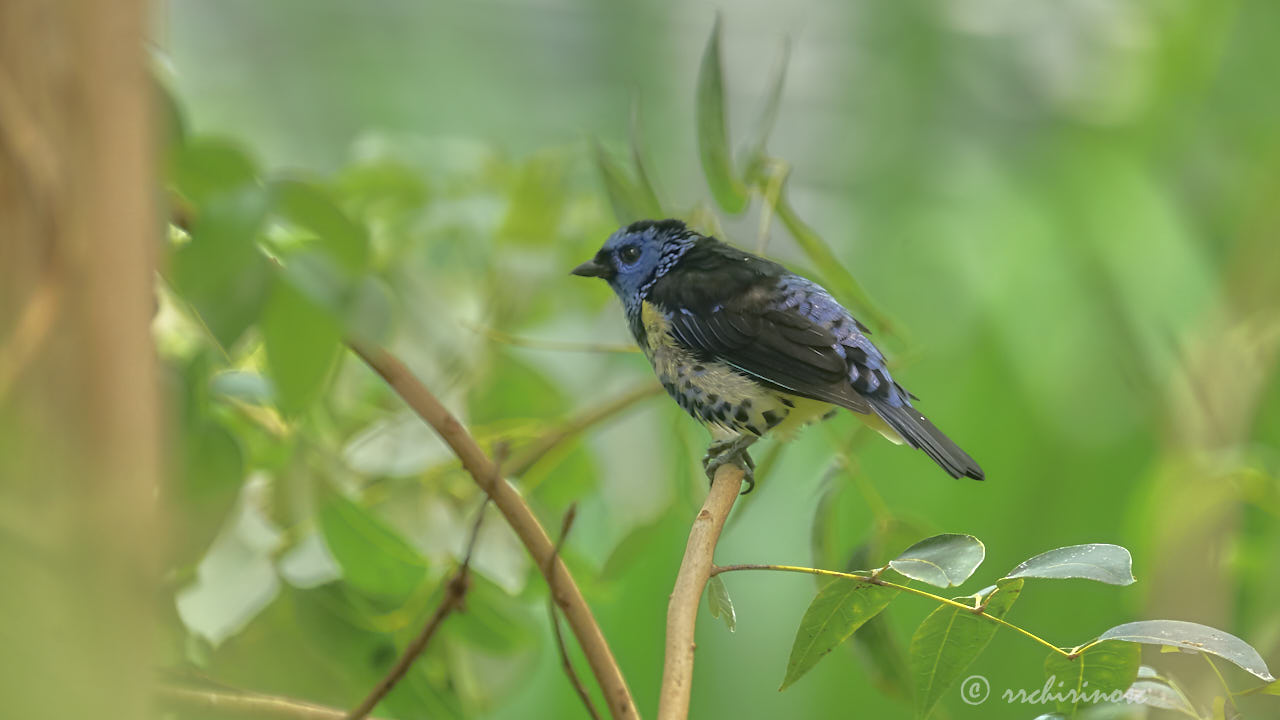 Turquoise tanager