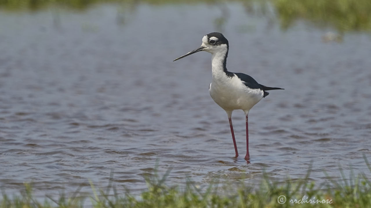 Black-necked stilt