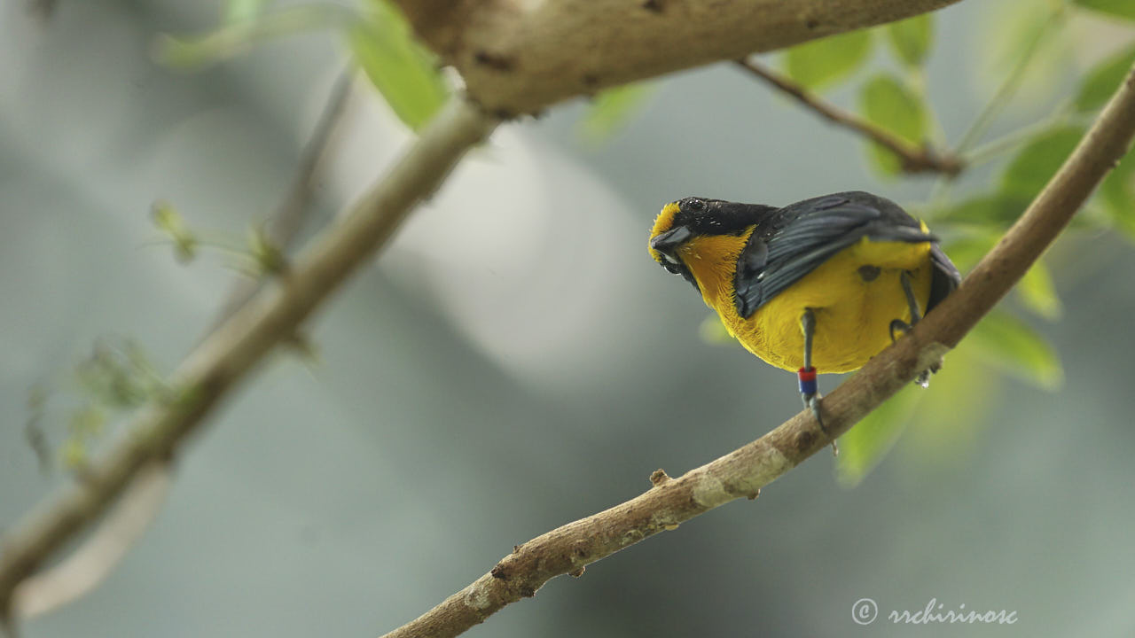 Violaceous euphonia