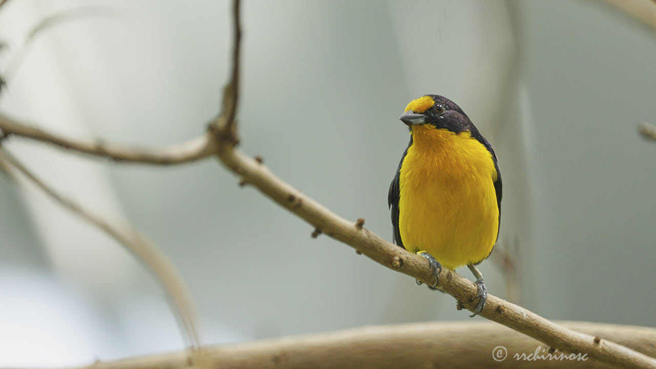 Violaceous euphonia