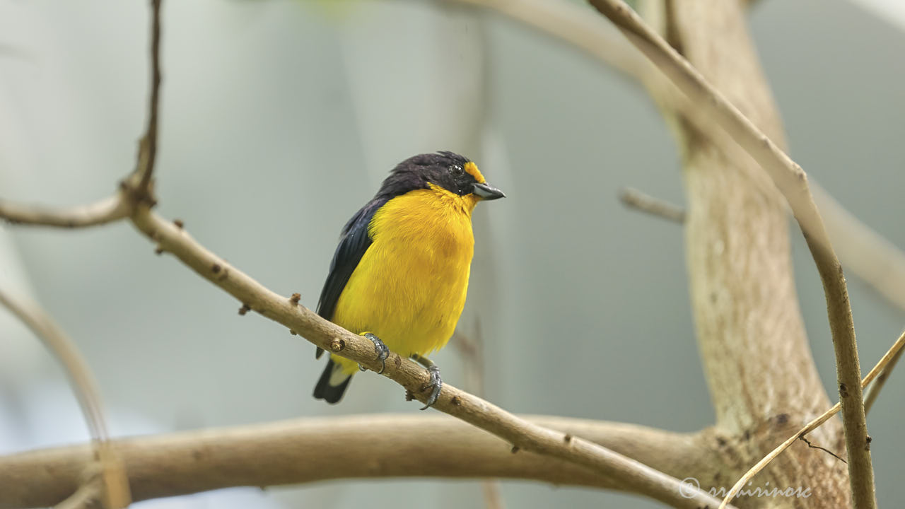 Violaceous euphonia