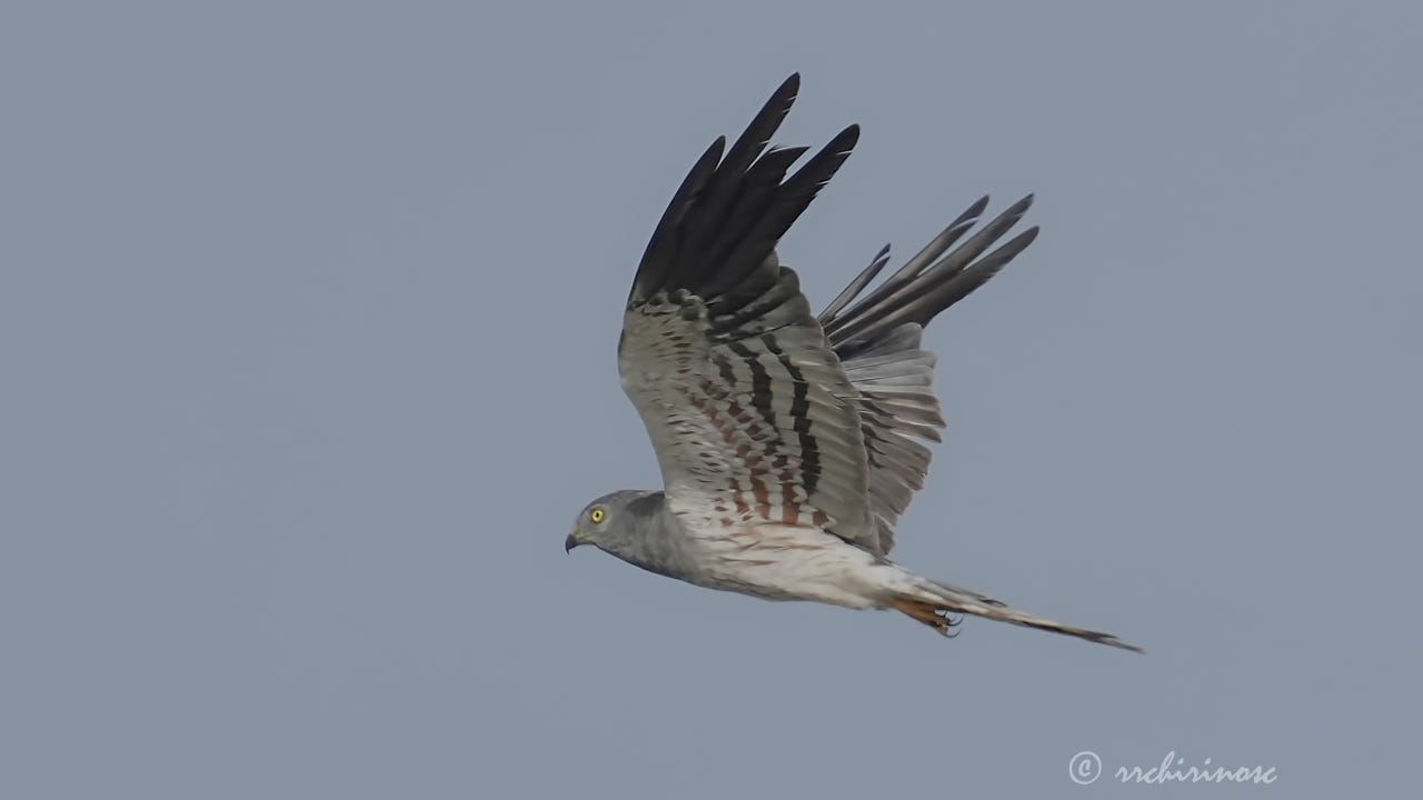 Montagu's harrier