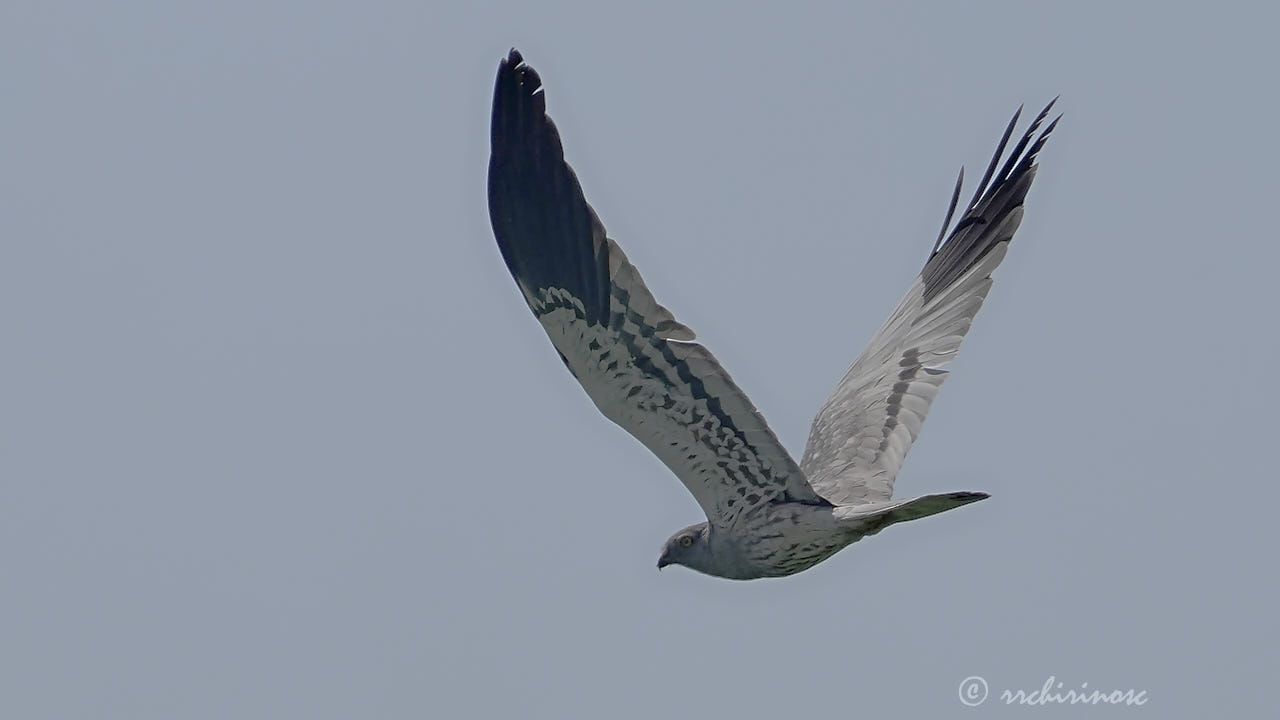Montagu's harrier
