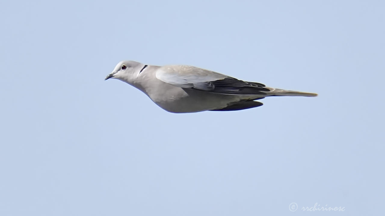 Eurasian collared-dove
