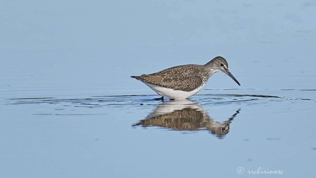 Green sandpiper
